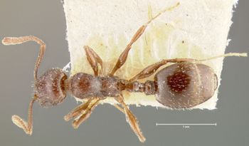 Media type: image; Entomology 21028   Aspect: habitus dorsal view